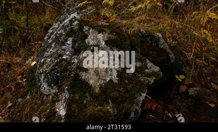 Frisches grünes Moos wächst auf einem Stein im Frühlingswald. Kreativ. Natürlicher Hintergrund mit Nahsicht auf grünes Moos. Stockfoto