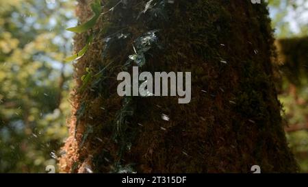 Frisches, grünes, flauschiges Moos, das auf der Rinde von altem Baumstamm wächst. Kreativ. Frühlingswald im April und Wassertropfen, die auf einen Baum fallen, und grüne Blätter. Stockfoto