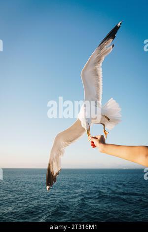 Möwe fängt einen Keks, den eine Person in der Hand hält. Unterhaltsamer Moment auf einer Fähre im Mittelmeer. Stockfoto