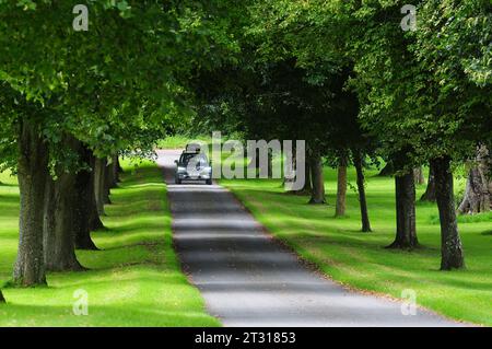 Allee mit Reifen Laubbäumen auf der Landstraße in der Nähe des Dorfes Up Cerne, Dorset Stockfoto