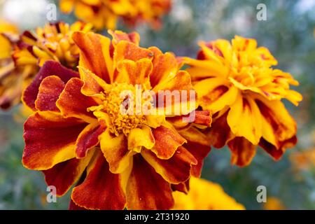 Mehrere Ringelblumen aus der Nähe. Selektiver Fokus Stockfoto
