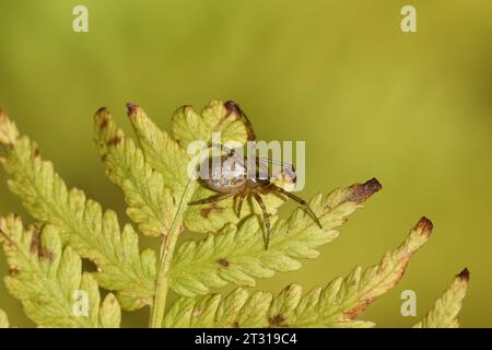 Weibliche fehlende Sektororbenweberin oder die silberseitige Sektorspinne (Zygiella x-notata) auf einem Farnblatt. Familie Spinnen, Araneiden (Araneidae) Stockfoto