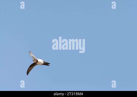 Alpine Swift (Apus melba) Fliegen über Rabbit Island aus Petra auf der griechischen Insel Lesbos. Stockfoto