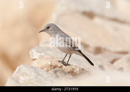 Blackstart (Cercomela melanura) ein in der israelischen Wüste ansässiger Züchter. Stockfoto