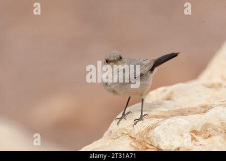 Blackstart (Cercomela melanura) ein in der israelischen Wüste ansässiger Züchter. Stockfoto