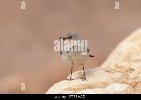 Blackstart (Cercomela melanura) ein in der israelischen Wüste ansässiger Züchter. Stockfoto