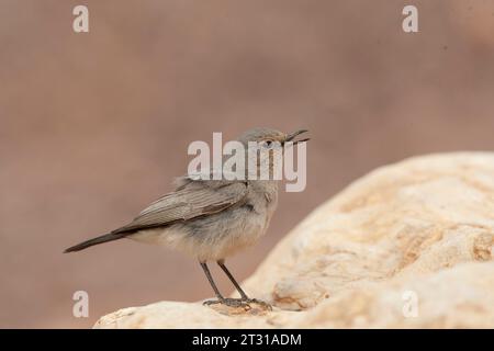 Blackstart (Cercomela melanura) ein in der israelischen Wüste ansässiger Züchter. Stockfoto