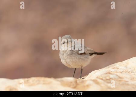 Blackstart (Cercomela melanura) ein in der israelischen Wüste ansässiger Züchter. Stockfoto