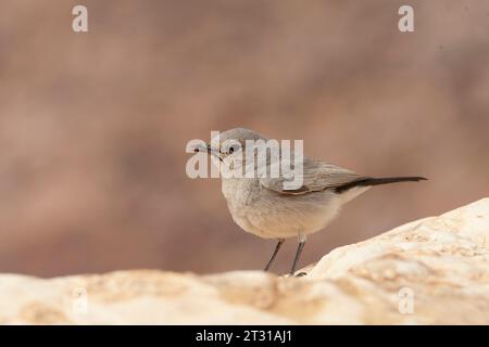 Blackstart (Cercomela melanura) ein in der israelischen Wüste ansässiger Züchter. Stockfoto