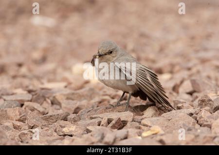 Blackstart (Cercomela melanura) ein in der israelischen Wüste ansässiger Züchter. Stockfoto