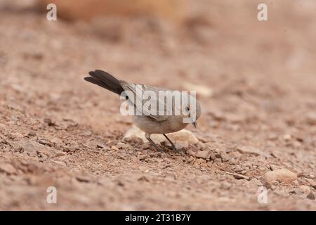 Blackstart (Cercomela melanura) ein in der israelischen Wüste ansässiger Züchter. Stockfoto