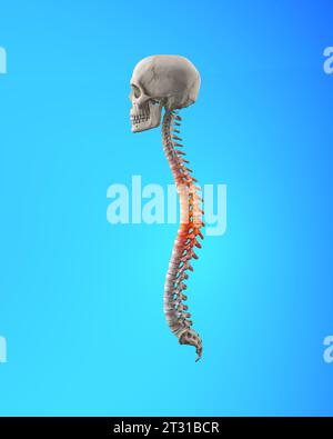 Anatomie der menschlichen Wirbelsäule. Schmerzen im unteren Rücken und menschliche Rückenschmerzen Stockfoto