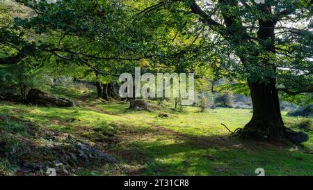 Buchenwald mit riesigen Bäumen und großen Ästen, aus denen Blätter auf die Straße fallen, Alava., Spanien. Stockfoto