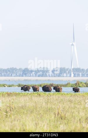 Eine multifunktionale Küstenlandschaft in Slikken van de Heen, Holland: Bisons, die neben einer belebten Schifffahrtsstraße mit Windturbinen unterwegs sind. Stockfoto