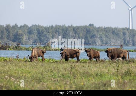 Eine multifunktionale Küstenlandschaft in Slikken van de Heen, Holland: Bisons, die neben einer belebten Schifffahrtsstraße mit Windturbinen unterwegs sind. Stockfoto