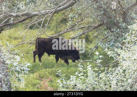 Bisons weiden im Sanddünenwald von Kraansvlak in Holland, wo sie dieses Naturschutzgebiet seit zehn Jahren bewirtschaften. Stockfoto