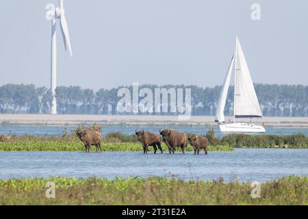 Eine multifunktionale Küstenlandschaft in Slikken van de Heen, Holland: Bisons, die neben einer belebten Schifffahrtsstraße mit Windturbinen unterwegs sind. Stockfoto