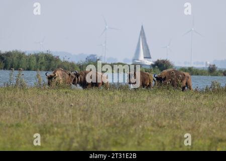 Eine multifunktionale Küstenlandschaft in Slikken van de Heen, Holland: Bisons, die neben einer belebten Schifffahrtsstraße unterwegs sind. Stockfoto