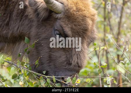 Nahaufnahme eines europäischen Bisons, der Baumsetzlinge durchwühlt; dies ist ein Mitglied der ersten britischen Naturschutzherde in Blean Woods in Kent Stockfoto