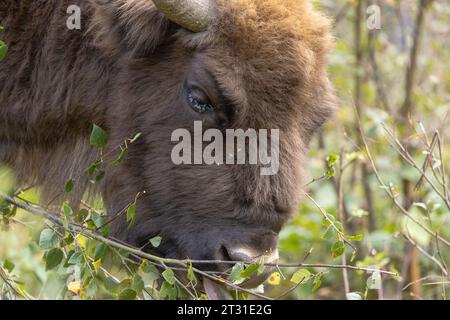 Nahaufnahme eines europäischen Bisons, der Baumsetzlinge durchwühlt; dies ist ein Mitglied der ersten britischen Naturschutzherde in Blean Woods in Kent Stockfoto