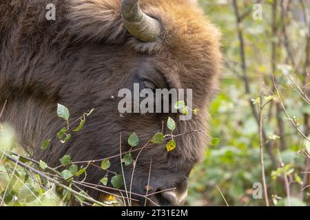 Nahaufnahme eines europäischen Bisons, der Baumsetzlinge durchwühlt; dies ist ein Mitglied der ersten britischen Naturschutzherde in Blean Woods in Kent Stockfoto