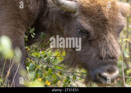 Nahaufnahme eines europäischen Bisons, der Baumsetzlinge durchwühlt; dies ist ein Mitglied der ersten britischen Naturschutzherde in Blean Woods in Kent Stockfoto