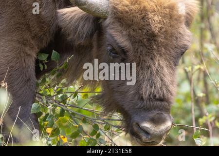 Nahaufnahme eines europäischen Bisons, der Baumsetzlinge durchwühlt; dies ist ein Mitglied der ersten britischen Naturschutzherde in Blean Woods in Kent Stockfoto