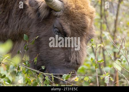 Nahaufnahme eines europäischen Bisons, der Baumsetzlinge durchwühlt; dies ist ein Mitglied der ersten britischen Naturschutzherde in Blean Woods in Kent Stockfoto