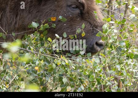 Nahaufnahme eines europäischen Bisons, der Baumsetzlinge durchwühlt; dies ist ein Mitglied der ersten britischen Naturschutzherde in Blean Woods in Kent Stockfoto