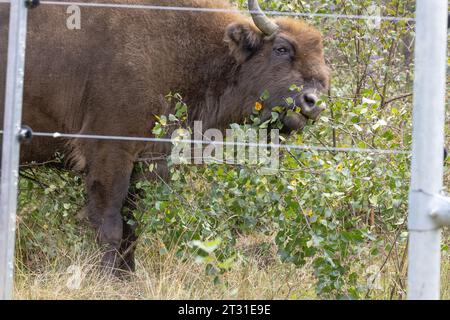 Nahaufnahme einer europäischen Bisonweide; dies ist eine der Gründerherden für das erste britische Naturschutzprojekt, das diese Art in Blean Woods in Kent einsetzt Stockfoto