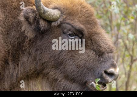 Nahaufnahme einer europäischen Bisonweide; dies ist eine der Gründerherden für das erste britische Naturschutzprojekt, das diese Art in Blean Woods in Kent einsetzt Stockfoto