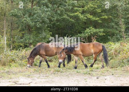 Exmoor Ponys sind eine robuste Rasse, die als Stellvertreter für Wildpferde verwendet wird, um Lebensraum in Naturschutzgebieten wie diesem in Kent, England, zu bewirtschaften. Stockfoto