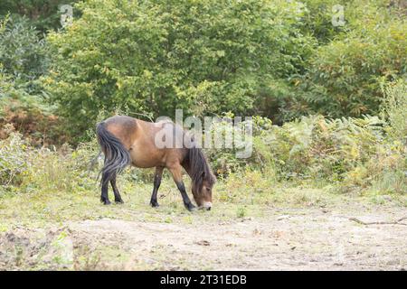 Exmoor Ponys sind eine robuste Rasse, die als Stellvertreter für Wildpferde verwendet wird, um Lebensraum in Naturschutzgebieten wie diesem in Kent, England, zu bewirtschaften. Stockfoto