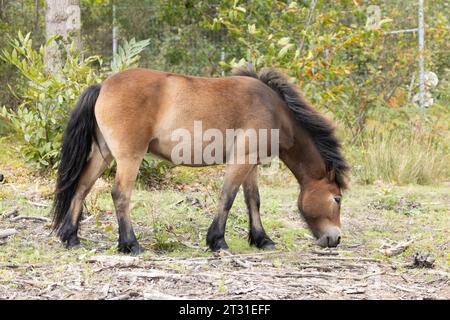 Exmoor Ponys sind eine robuste Rasse, die als Stellvertreter für Wildpferde verwendet wird, um Lebensraum in Naturschutzgebieten wie diesem in Kent, England, zu bewirtschaften. Stockfoto