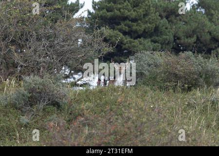 Damhirsch wacht über das Ökosystem der Sanddünen im Kraansvlak Re-Wildling Projekt in Holland. Stockfoto