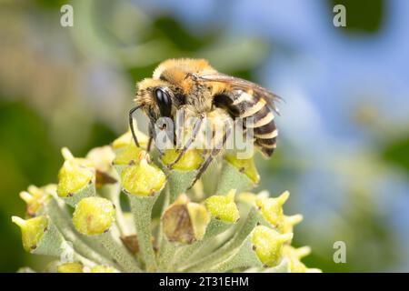 Efeu-Bienen sind jüngere Kolonisten in Großbritannien und sind Spezialisten für Efeu-Blüten, die im späten Herbst auftauchen. Stockfoto