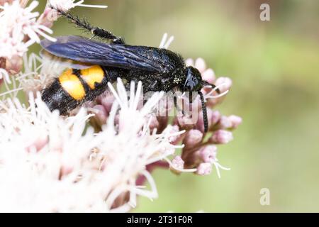 Riesige haarige Skoliidwespe auf Hanf-Ackerblume in Frankreich. Stockfoto