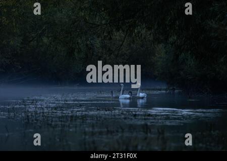 Familie stummer Schwäne auf einem ungestörten Fluss mit Abendnebel, der sich um sie herum zusammenzieht, Kent, England, Großbritannien. Stockfoto