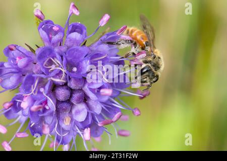 Kleine skabiöse Bergbaubiene auf der Blume eines Teufelsstücks skabious. Diese Einzelbiene ist im Vereinigten Königreich stark zurückgegangen. Stockfoto