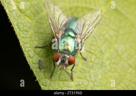 Eine Erwachsene Greenbottle-Fliege, eine der gewöhnlichsten und bekanntesten Fliegen in Großbritannien, und dennoch bemerkenswert schön, wenn man sie aus nächster Nähe sieht. Stockfoto