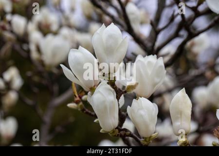 Magnolia denudata blüht im frühen Frühjahr duftende weiße Blüten an den Zweigen. Stockfoto