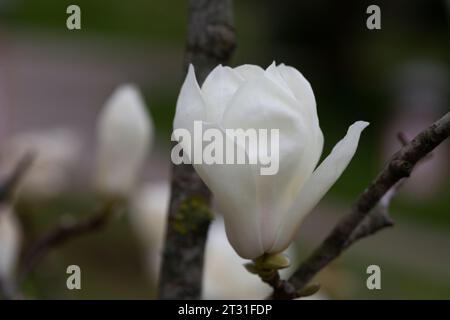 Magnolia denudata blüht im frühen Frühjahr duftende weiße Blüten an den Zweigen. Stockfoto