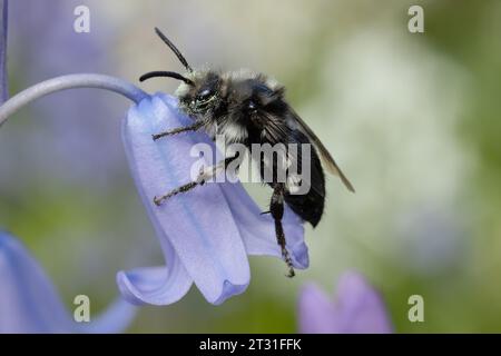 Eine Trauerbiene auf Blauglockenblüten - das ist eine Kuckuckbiene anderer Einzelbienen, Kent, Großbritannien. Stockfoto