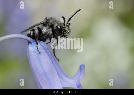 Eine Trauerbiene auf Blauglockenblüten - das ist eine Kuckuckbiene anderer Einzelbienen, Kent, Großbritannien. Stockfoto