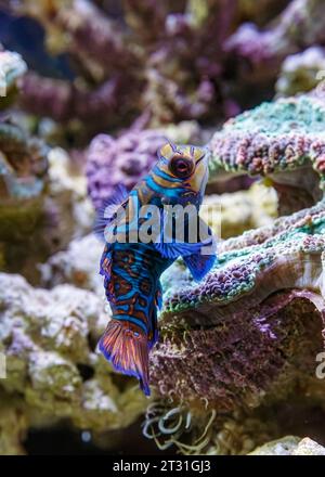 Mandarin Dragonet (Synchiropus splendidus) AKA: Mandarinfish Stockfoto
