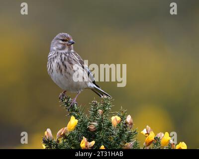 Linnet auf Ginster Stockfoto