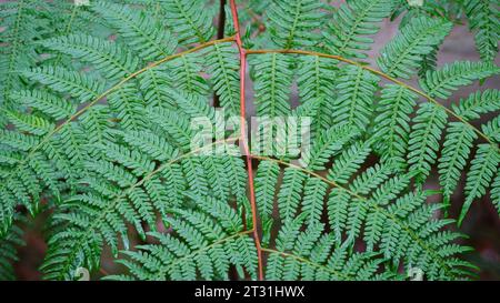 Eine Nahaufnahme der Wedel eines Brackenfarns, Pteridium esculentum, glitzert nach Regen im Untergeschoss des Waldes im Südwesten von Western Australia. Stockfoto