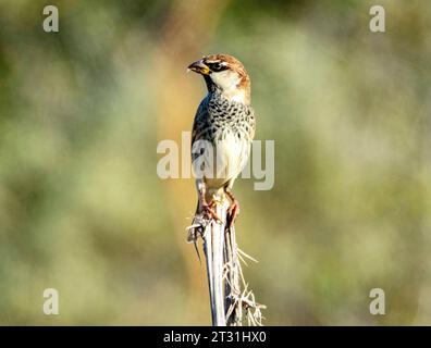 Spanischer Spatzen (Passer hispaniolensis) auf einem Halm von totem Gras, Zypern Stockfoto