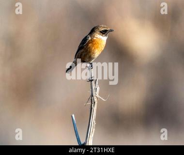 Europäische Stonechat (Saxicola rubicola) Paphos, Zypern Stockfoto