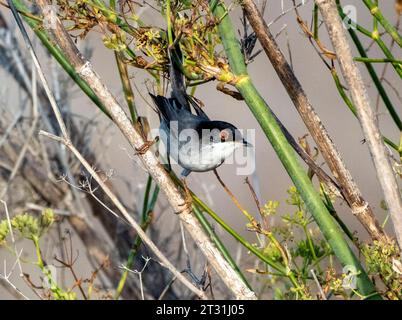 Männlicher sardischer Warbler (Curruca melanocephala) auf einem Sträucher, Paphos, Zypern. Stockfoto